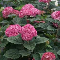 Invincibelle® Ruby Smooth Hydrangea 2 Invincibelle® Ruby Smooth Hydrangea -Great Garden Plants Shop Hydrangea Invincibelle Ruby 6 P