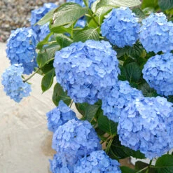 Let's Dance® Blue Jangles® Bigleaf Hydrangea -Great Garden Plants Shop Hydrangea Lets Dance Blue Jangles 3 P