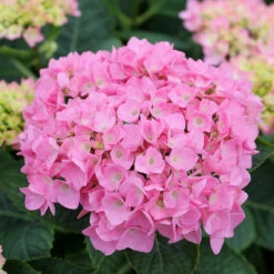 Let's Dance® Blue Jangles® Bigleaf Hydrangea -Great Garden Plants Shop Hydrangea Lets Dance Blue Jangles 4 P