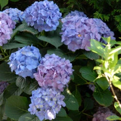 Let's Dance® Blue Jangles® Bigleaf Hydrangea -Great Garden Plants Shop Hydrangea Lets Dance Blue Jangles 5 P