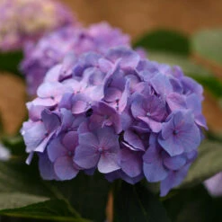 Let's Dance® Blue Jangles® Bigleaf Hydrangea -Great Garden Plants Shop Hydrangea Lets Dance Blue Jangles 6 P