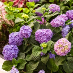 Let's Dance® Rhythmic Blue® Bigleaf Hydrangea -Great Garden Plants Shop Hydrangea Lets Dance Rhythmic Blue 4 P