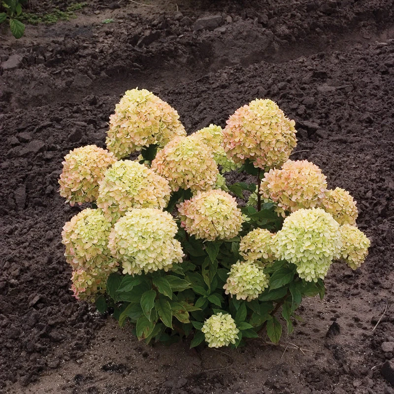 Little Lime® Panicle Hydrangea Little Lime® Panicle Hydrangea -Great Garden Plants Shop Hydrangea Little Lime 1 P