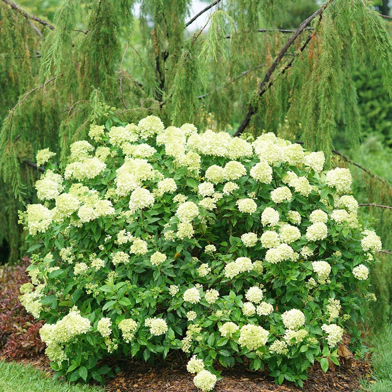 Little Lime® Panicle Hydrangea Little Lime® Panicle Hydrangea -Great Garden Plants Shop Hydrangea Little Lime 2 P