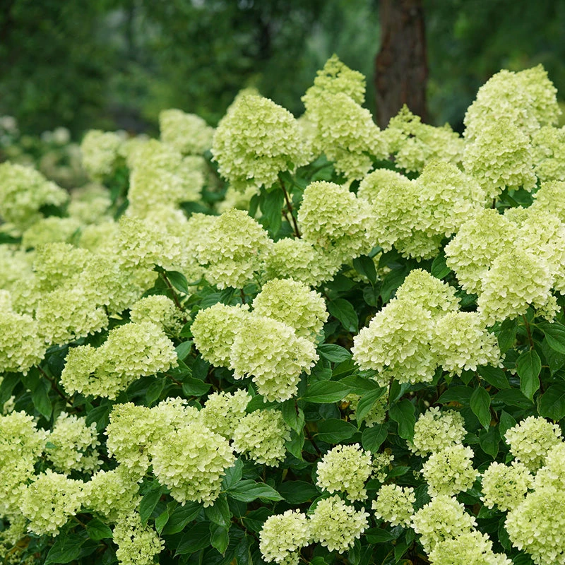 Little Lime® Panicle Hydrangea Little Lime® Panicle Hydrangea -Great Garden Plants Shop Hydrangea Little Lime 3 P