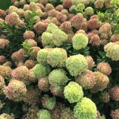 Little Lime® Panicle Hydrangea 3 Little Lime® Panicle Hydrangea -Great Garden Plants Shop Hydrangea Little Lime 4 P