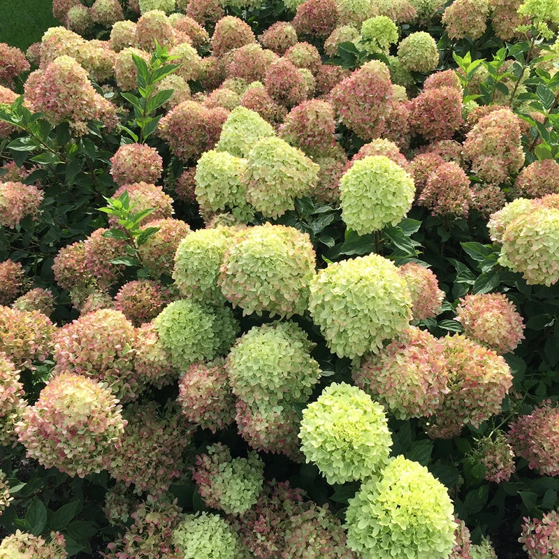 Little Lime® Panicle Hydrangea Little Lime® Panicle Hydrangea -Great Garden Plants Shop Hydrangea Little Lime 4 P