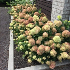Little Lime® Panicle Hydrangea 4 Little Lime® Panicle Hydrangea -Great Garden Plants Shop Hydrangea Little Lime 5 P