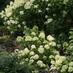 Little Lime® Panicle Hydrangea 5 Little Lime® Panicle Hydrangea -Great Garden Plants Shop Hydrangea Little Lime 6 P