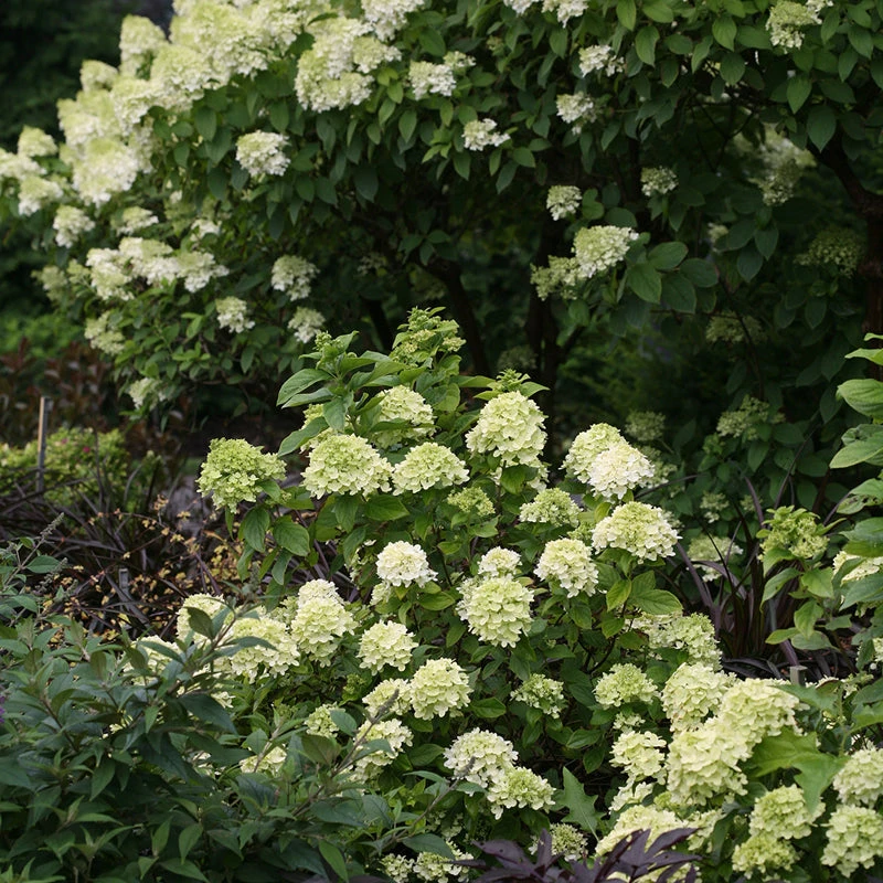 Little Lime® Panicle Hydrangea Little Lime® Panicle Hydrangea -Great Garden Plants Shop Hydrangea Little Lime 6 P