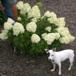 Little Lime® Panicle Hydrangea 6 Little Lime® Panicle Hydrangea -Great Garden Plants Shop Hydrangea Little Lime 7 P