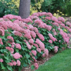 Invincibelle Spirit® II Smooth Hydrangea -Great Garden Plants Shop Hydrangea arborescens Invincibelle Spirit II 1 P