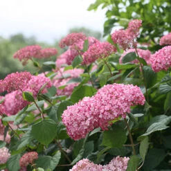 Invincibelle Spirit® II Smooth Hydrangea -Great Garden Plants Shop Hydrangea arborescens Invincibelle Spirit II 3 P