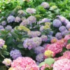 Let's Dance Sky View® Bigleaf Hydrangea