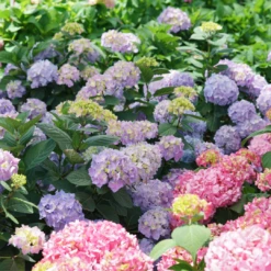 Let's Dance Sky View® Bigleaf Hydrangea