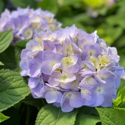 Let's Dance Sky View® Bigleaf Hydrangea -Great Garden Plants Shop HydrangeaLetsDanceSkyViewIMG 7956 1080x1080 353504f