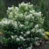 Quick Fire® Panicle Hydrangea