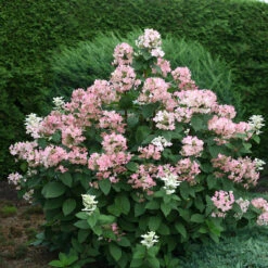 Quick Fire® Panicle Hydrangea -Great Garden Plants Shop HydrangeaQuickFire4