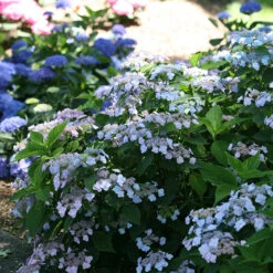 Tiny Tuff Stuff™ Mountain Hydrangea -Great Garden Plants Shop Hydrangea Tiny Tuff Stuff 3P