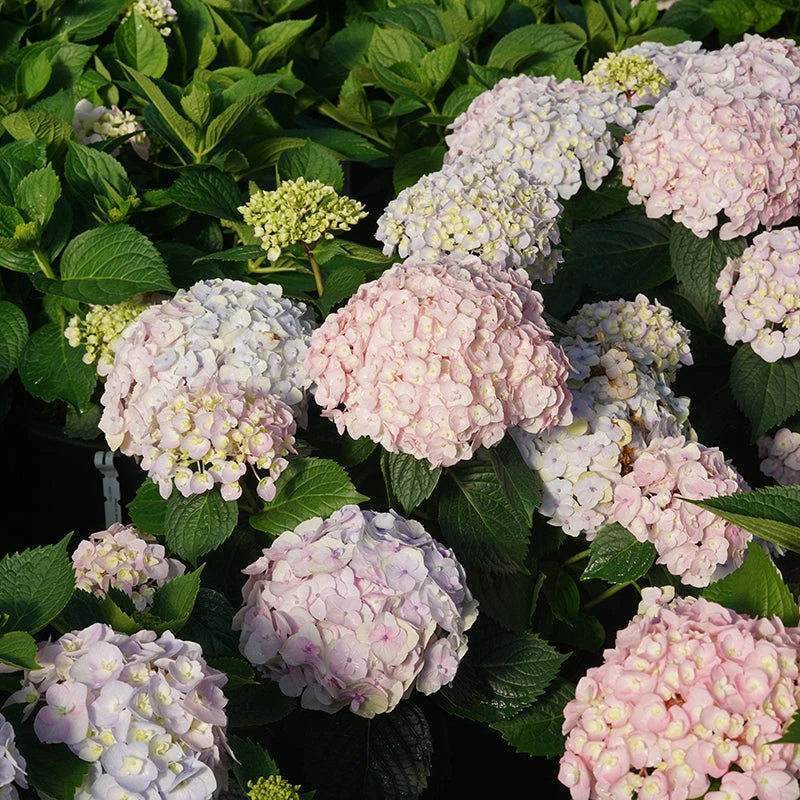 Wee Bit Innocent™ Bigleaf Hydrangea Wee Bit Innocent™ Bigleaf Hydrangea -Great Garden Plants Shop Hydrangea mac Wee Bit Innocent DSC07194
