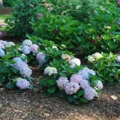 Wee Bit Innocent™ Bigleaf Hydrangea 3 Wee Bit Innocent™ Bigleaf Hydrangea -Great Garden Plants Shop Hydrangea mac Wee Bit Innocent DSC08253