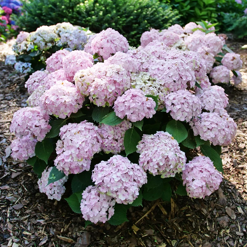 Wee Bit Innocent™ Bigleaf Hydrangea Wee Bit Innocent™ Bigleaf Hydrangea -Great Garden Plants Shop HydrangeamacWeeBitInnocentP1196527 800x800 8403209