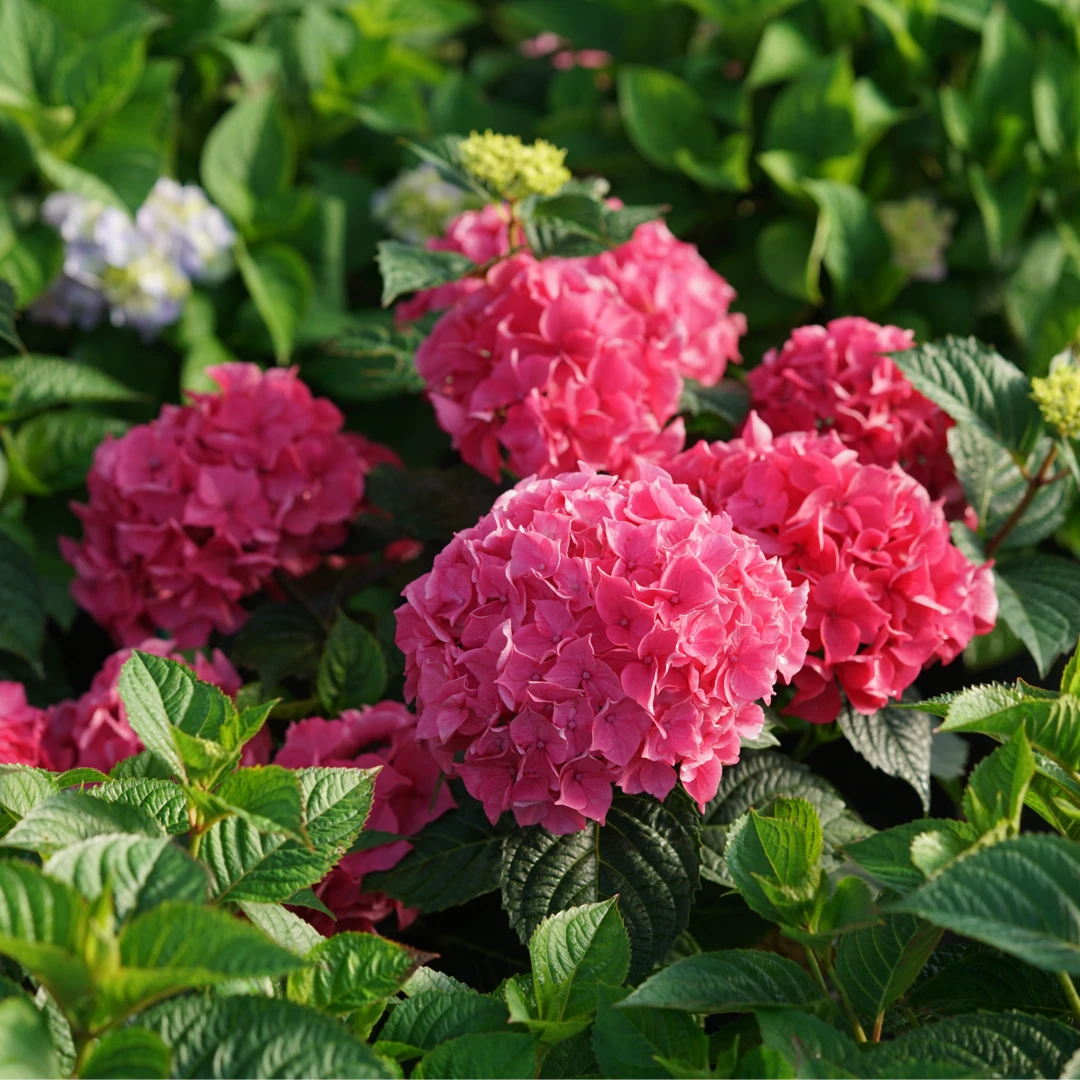 Let's Dance Lovable™ Bigleaf Hydrangea Let's Dance Lovable™ Bigleaf Hydrangea -Great Garden Plants Shop HydrangeamacrophyllaLetsDanceLovableDSC07207 1080x1080 c170c60