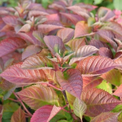 Let's Dance Lovable™ Bigleaf Hydrangea 3 Let's Dance Lovable™ Bigleaf Hydrangea -Great Garden Plants Shop HydrangeamacrophyllaLetsDanceLoveableP1106809 1080x1080 27adc42