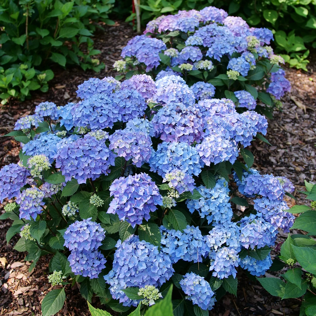 Let's Dance Lovable™ Bigleaf Hydrangea Let's Dance Lovable™ Bigleaf Hydrangea -Great Garden Plants Shop HydrangeamacrophyllaLetsDanceLoveableP1196059 1080x1080 2f57254
