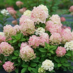 Fire Light Tidbit® Panicle Hydrangea -Great Garden Plants Shop HydrangeapaniculataFireLightTidbitDSC02390 800x800 f760462