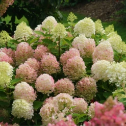 Fire Light Tidbit® Panicle Hydrangea -Great Garden Plants Shop HydrangeapaniculataFireLightTidbitIMG 0114 800x800 d3572ab