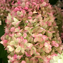 'Limelight' Panicle Hydrangea -Great Garden Plants Shop HydrangeapaniculataLimelightIMG 0153 800x800 c7764e5