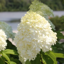'Limelight' Panicle Hydrangea -Great Garden Plants Shop HydrangeapaniculataLimelightIMG 0617 800x800 0361752