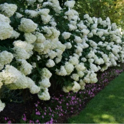 'Limelight' Panicle Hydrangea -Great Garden Plants Shop HydrangeapaniculataLimelightP1000352 800x800 fd496c0