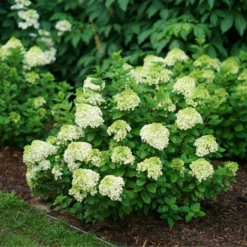 Little Lime Punch® Panicle Hydrangea -Great Garden Plants Shop HydrangeapaniculataLittleLimePunchDSC04605 800x800 dcc922b