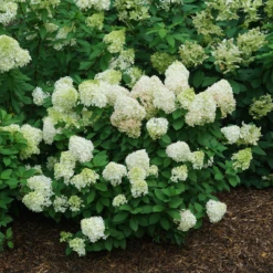 Little Lime Punch® Panicle Hydrangea -Great Garden Plants Shop HydrangeapaniculataLittleLimePunchDSC08373 800x800 121f548