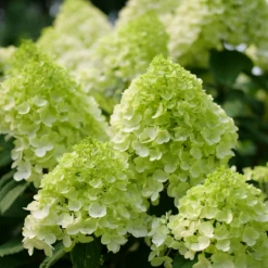 Little Lime Punch® Panicle Hydrangea -Great Garden Plants Shop HydrangeapaniculataLittleLimePunchP1238221 800x800 7a22f7c