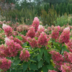 Pinky Winky Prime™ Panicle Hydrangea -Great Garden Plants Shop HydrangeapaniculataPinkyWinkyPrimeDSC05185 1080x1080 4b2f130