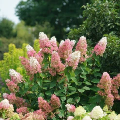 Pinky Winky Prime™ Panicle Hydrangea -Great Garden Plants Shop HydrangeapaniculataPinkyWinkyPrimeDSC05225 1080x1080 e755a22