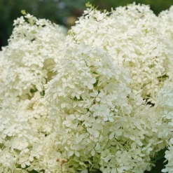Puffer Fish® Panicle Hydrangea -Great Garden Plants Shop HydrangeapaniculataPufferFishDSC08316 1080x1080 1dac582