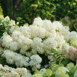 Puffer Fish® Panicle Hydrangea -Great Garden Plants Shop HydrangeapaniculataPufferFishDSC08317 1080x1080 87edbd5