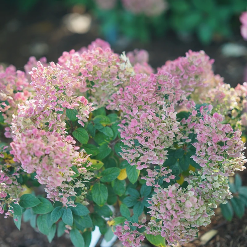 Tiny Quick Fire™ Panicle Hydrangea Tiny Quick Fire™ Panicle Hydrangea -Great Garden Plants Shop HydrangeapaniculataTinyQuickFireDSC05449 800x800 b7c6b14