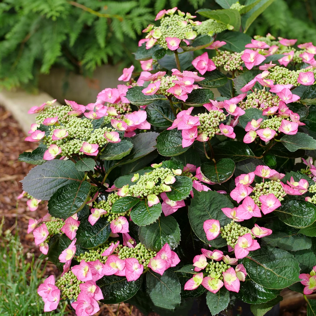 Tuff Stuff Top Fun™ Mountain Hydrangea Tuff Stuff Top Fun™ Mountain Hydrangea -Great Garden Plants Shop HydrangeaserrataTuffStuffTopFunP1184758 1080x1080 28807a9