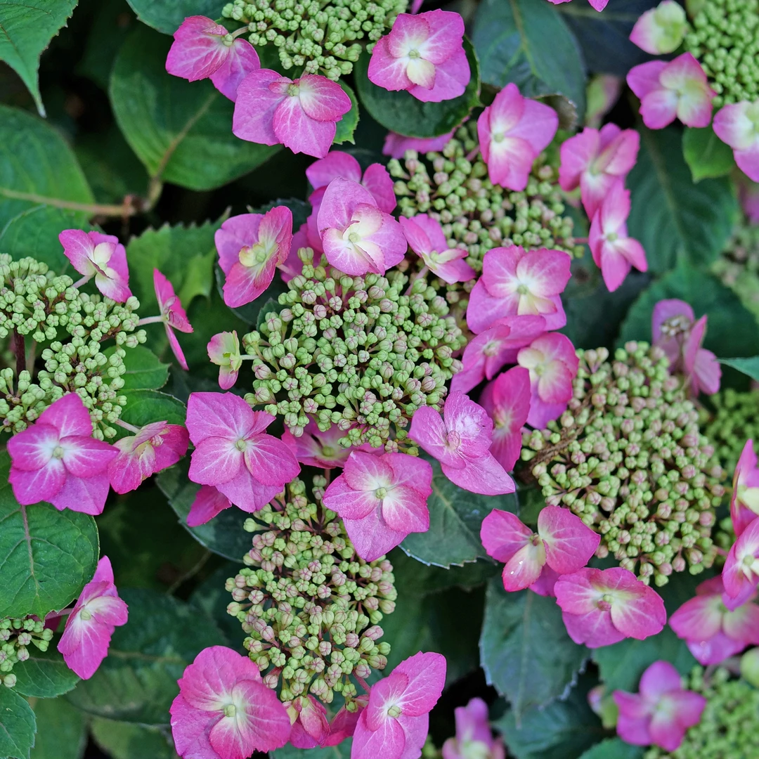Tuff Stuff Top Fun™ Mountain Hydrangea Tuff Stuff Top Fun™ Mountain Hydrangea -Great Garden Plants Shop HydrangeaserrataTuffStuffTopFunP1195299 1080x1080 aff4509