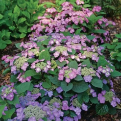 Tuff Stuff Top Fun™ Mountain Hydrangea 2 Tuff Stuff Top Fun™ Mountain Hydrangea -Great Garden Plants Shop HydrangeaserrataTuffStuffTopFunP1195775 1080x1080 3177454