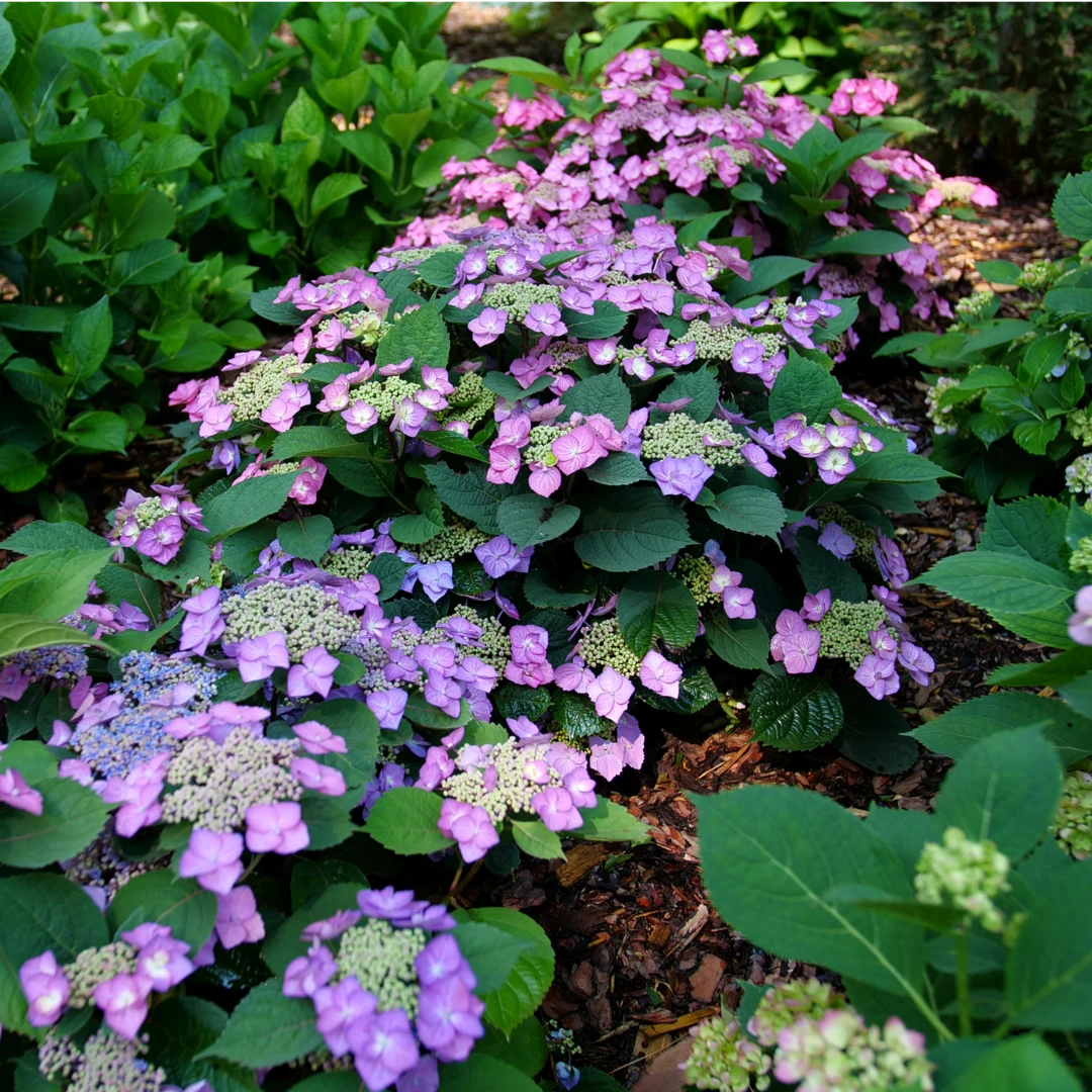 Tuff Stuff Top Fun™ Mountain Hydrangea Tuff Stuff Top Fun™ Mountain Hydrangea -Great Garden Plants Shop HydrangeaserrataTuffStuffTopFunP1195777 1080x1080 99624e0