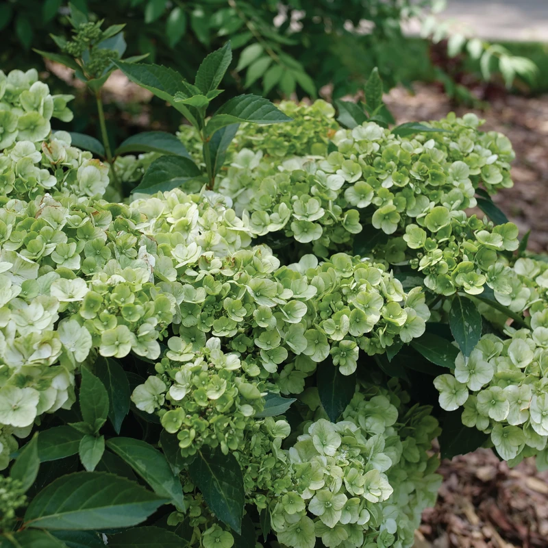 Fairytrail™ Green Cascade Hydrangea Fairytrail™ Green Cascade Hydrangea -Great Garden Plants Shop HydrangeaxFairytrailGreenP1214329 800x800 e197d63