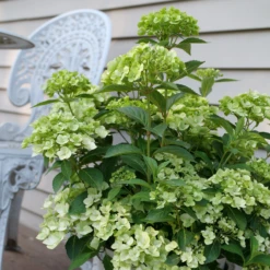 Fairytrail™ Green Cascade Hydrangea 2 Fairytrail™ Green Cascade Hydrangea -Great Garden Plants Shop HydrangeaxFairytrailGreenP1214788 800x800 e9953bd