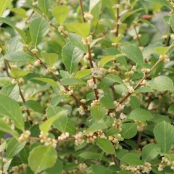 Mr. Poppins® Winterberry Holly -Great Garden Plants Shop IMG 1156 800x800 54e6b23