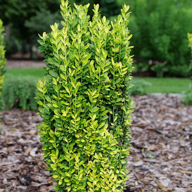 Glow Stick™ Japanese Holly Glow Stick™ Japanese Holly -Great Garden Plants Shop Ilex crenata Glow Stick P12